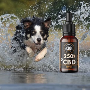 cbd middelgrote hond