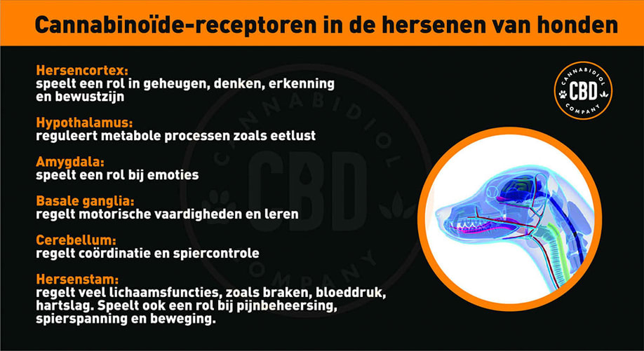 Cannabinoïde-receptoren in de hersenen van honden