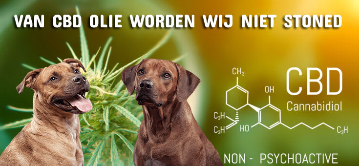 cbd geen thc bij hond