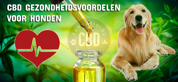 gezondheid cbd en honden