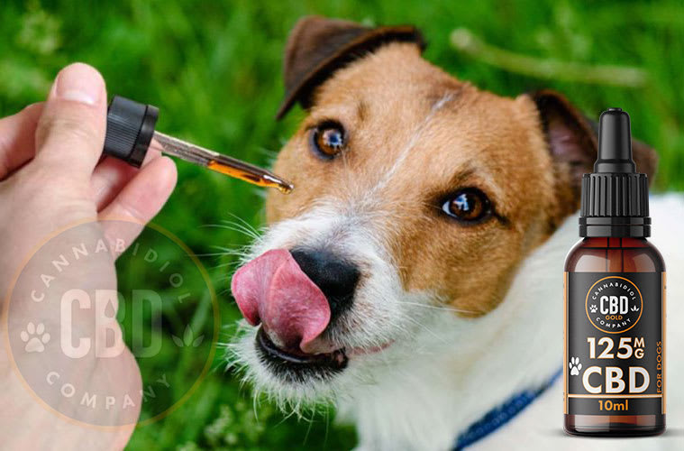 hoeveel cbd druppels voor hond
