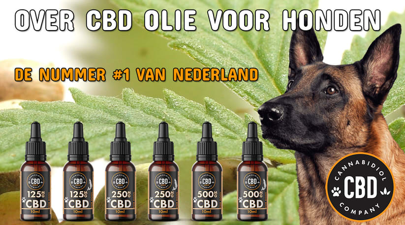 over cbd olie voor honden