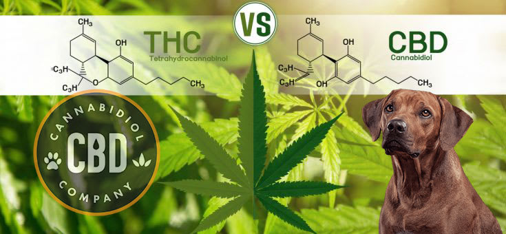verschil tussen thc en cbd voor hond
