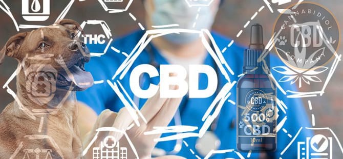 wetenschap en cbd olie bij honden